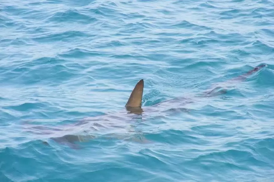 Нью-Йоркдаги дам олувчилар 65 йил ичида илк бор акула ҳужумига учради