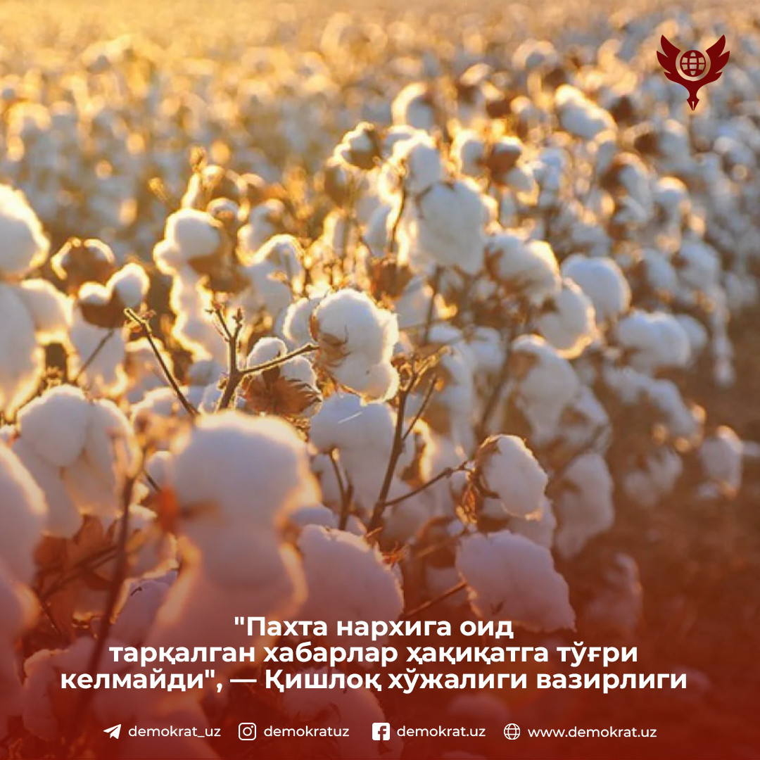 «Пахта нархига оид тарқалган хабарлар ҳақиқатга тўғри келмайди», — Қишлоқ хўжалиги вазирлиги