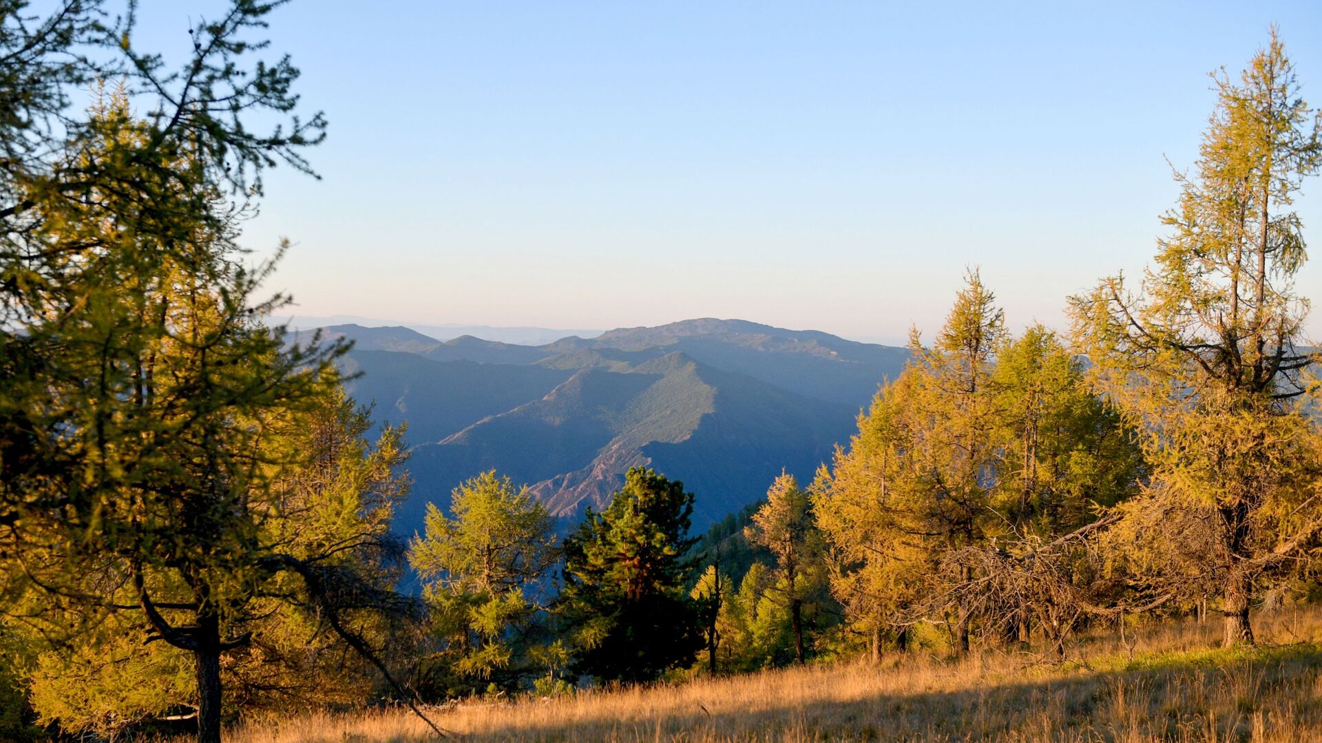 O’rmon xo’jaligini rivojlantirish uchun uchta tender e’lon qilindi
