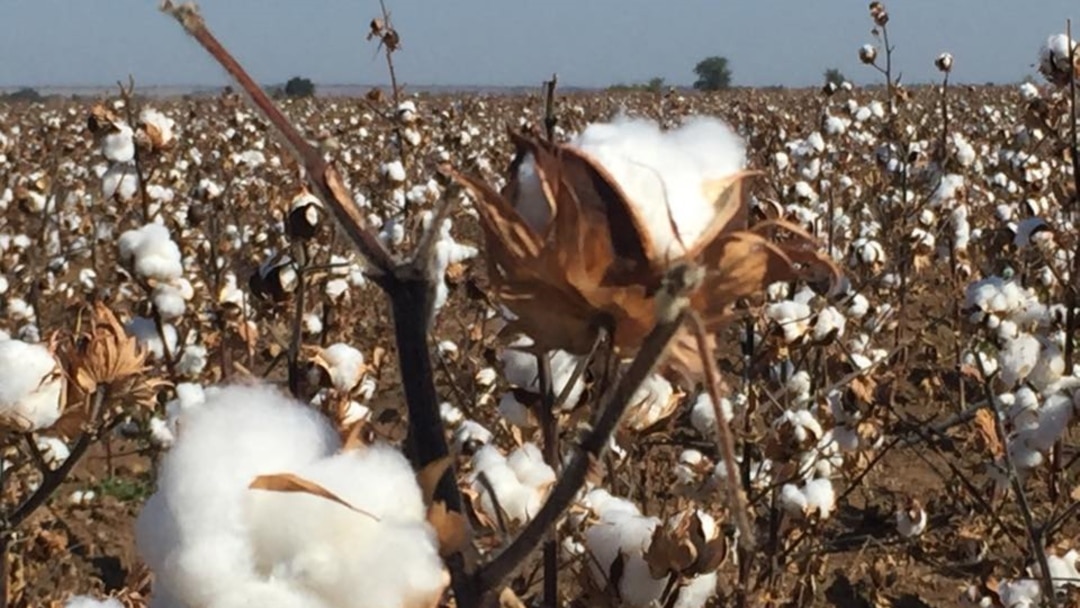 Paxta terimi boshlandi: Qishloq xo‘jaligi vazirligi narxlarni e’lon qildi