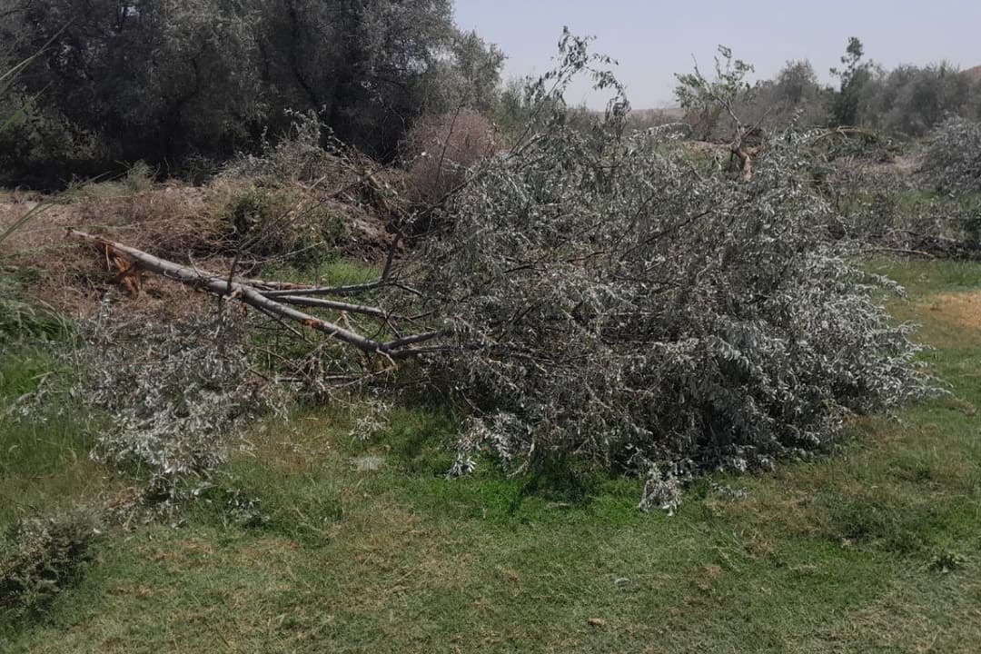 Daraxtni qo‘porgan fuqaro 20 mln so‘mdan ortiq jarima to‘laydi