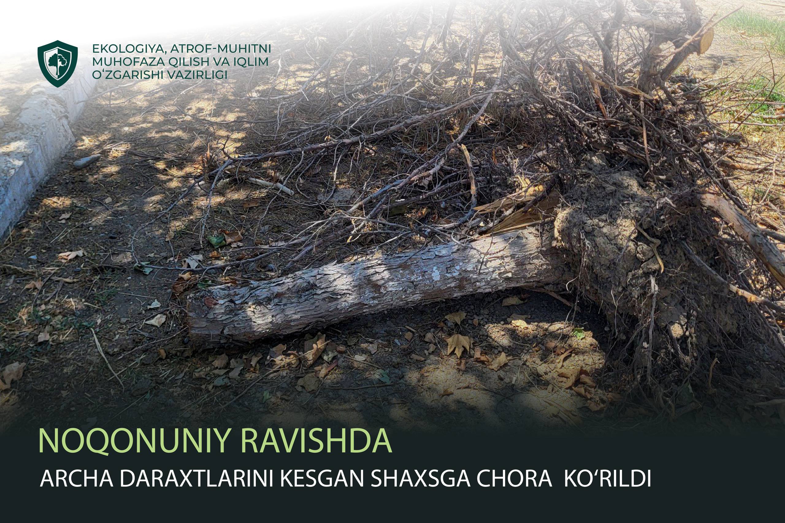 Noqonuniy ravishda archa daraxtlarini kesgan shaxsga chora koʻrildi