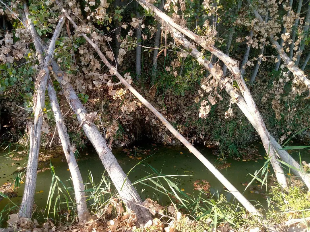 Xorazmda daraxt va saksovullarni noqonuniy qo‘porib shikastlagan fuqarolarga jarima belgilandi