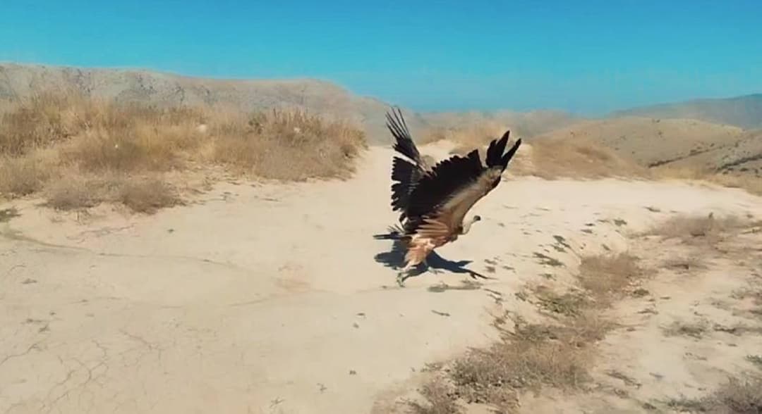 Butunjahon qushlarni kuzatish kunlari nishonlanmoqda