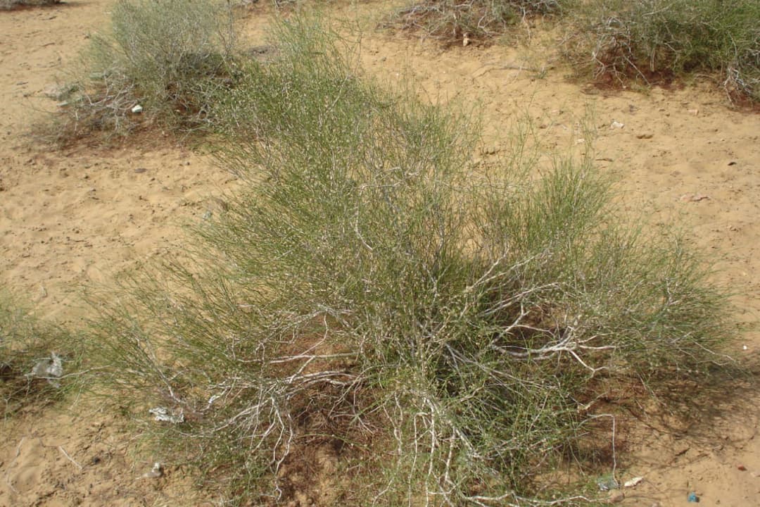 Qandim o‘simligini sindirib olib ketgan fuqaro jarimaga tortildi