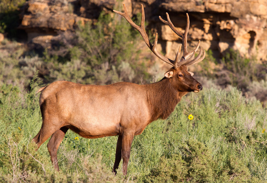 Tungi xotirjamlikda Xongul ko‘rinish berdi