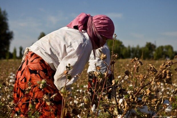 Ayollarni paxta terimiga majburiy jalb qilgan hokim o‘rinbosari jarimaga tortildi