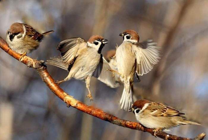 Yerda qushlarning yarmi yo‘qolib ketish xavfi ostida