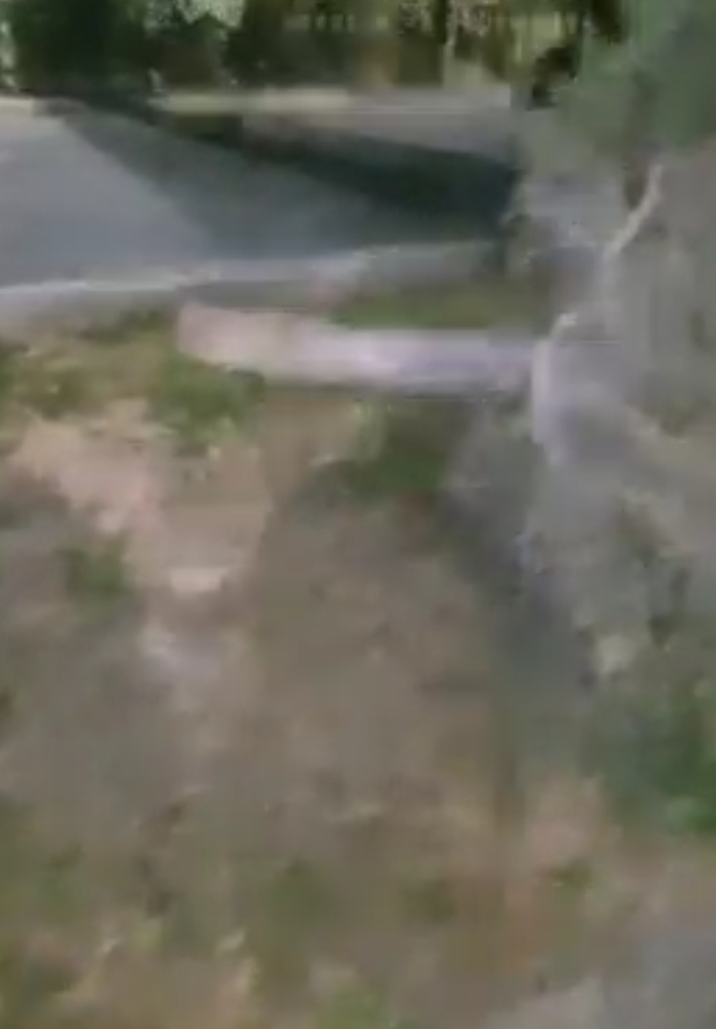 Toshkentda moratoriyga qaramay 144 tup daraxt yo‘q qilindi