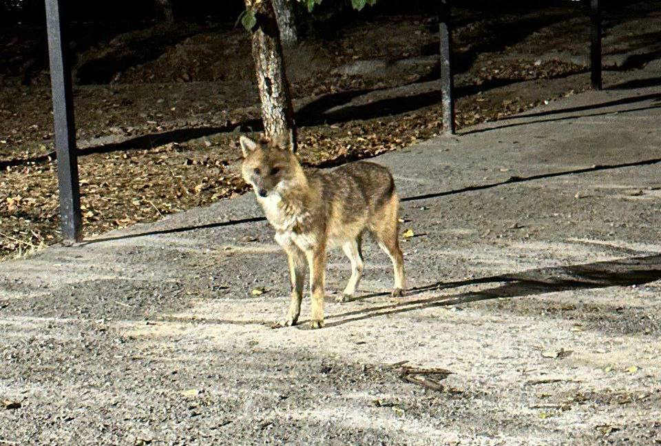 Toshkent shahrida chiyabo’ri ushlandi