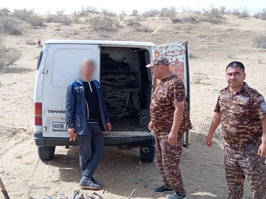 Saksovul butalarini sindirib, mashinaga yuklayotgan huquqbuzar to‘xtatildi