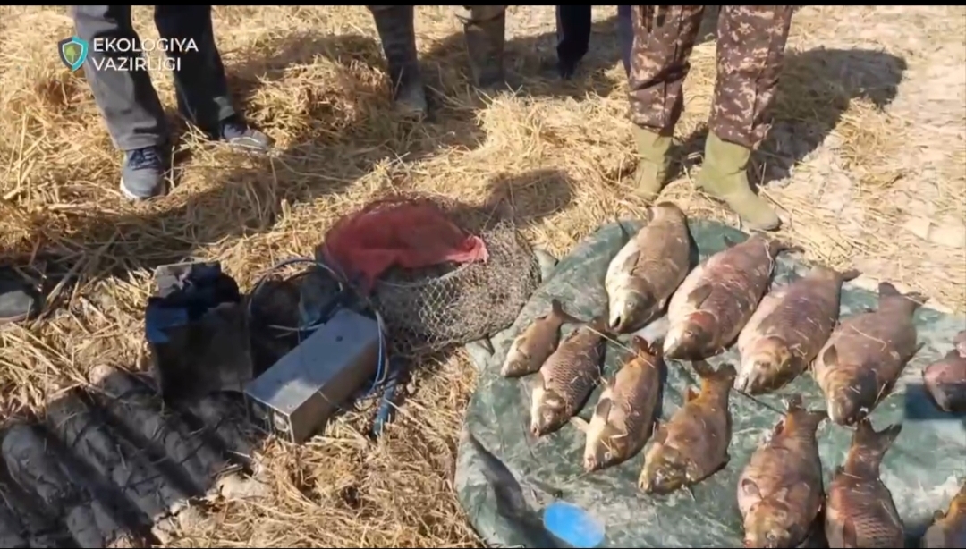 Respublikada taqiqlangan ov qurollari bilan baliq ovlashga qarshi kuchaytirilgan reydlar davom etmoqda