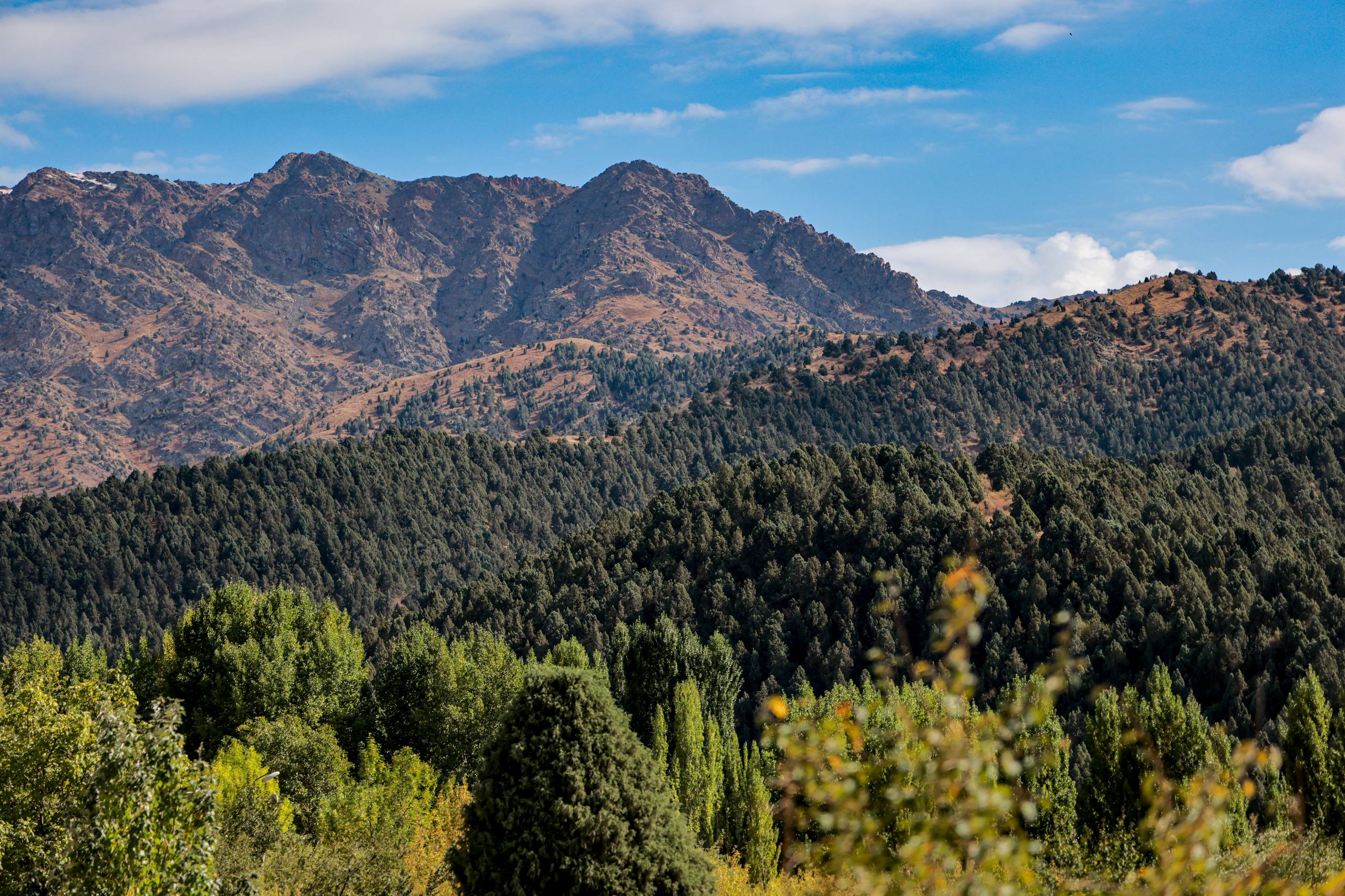O‘rmon fondiga kirmaydigan daraxtzor yerlarni olib qo‘yish va boshqa maqsadlar uchun ajratish taqiqlanadi 