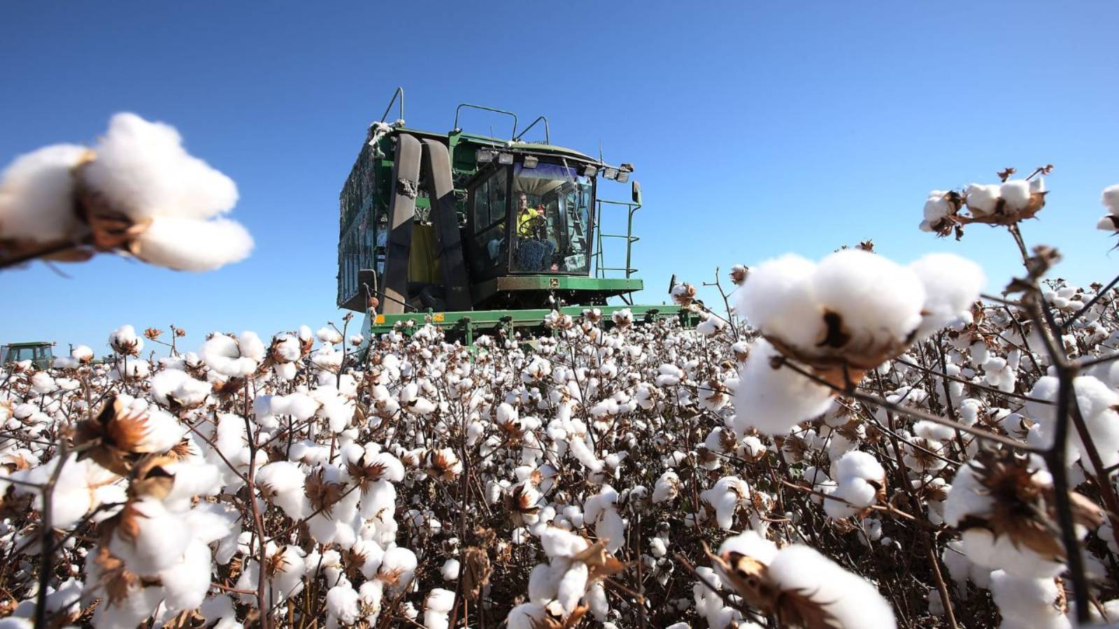 O‘zbekistonda 2026-yilda 4,5 million tonna paxta yetishtiriladi