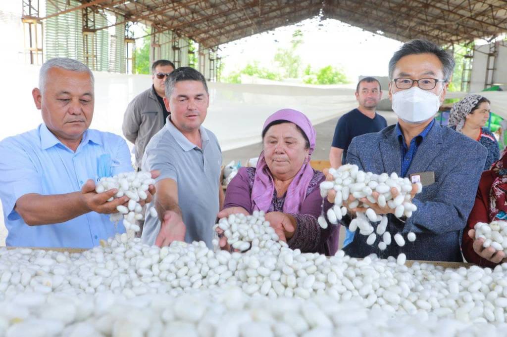 Kam ta’minlangan oilalarga pillachilik uchun 50 sotixdan yer bepul ajratiladi
